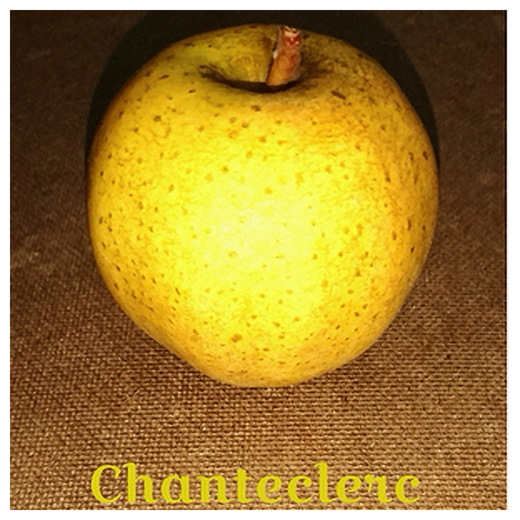 La Chantecler, pommes Bio (sac de 4kg)