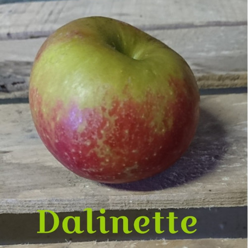 La Dalinette, pommes Bio...