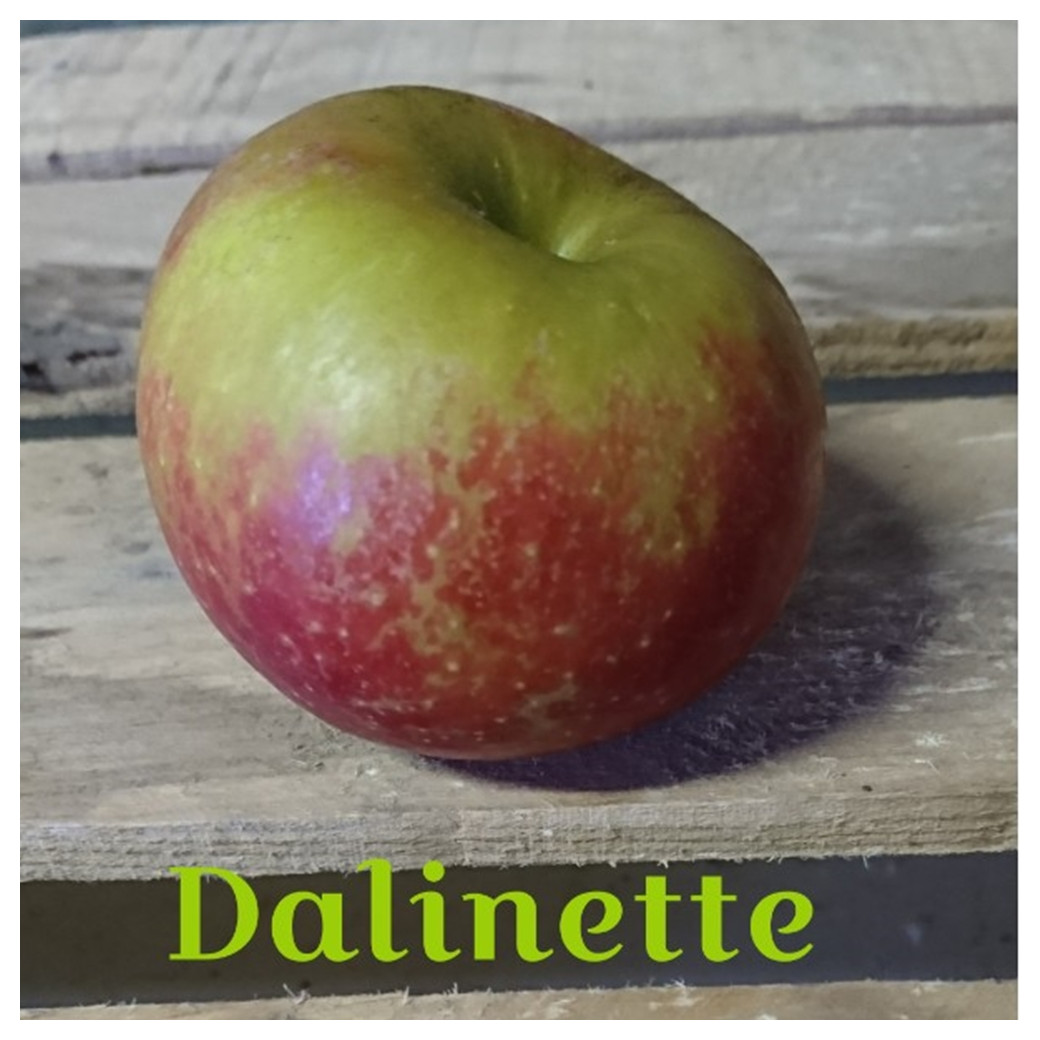 La Dalinette, pommes Bio (sac de 2 ou 4kg)