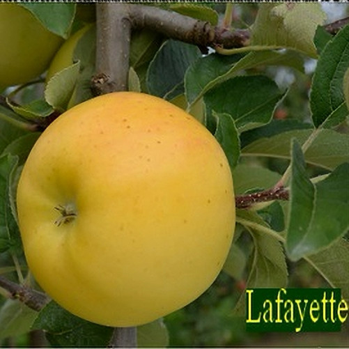 La Lafayette, pommes Bio...