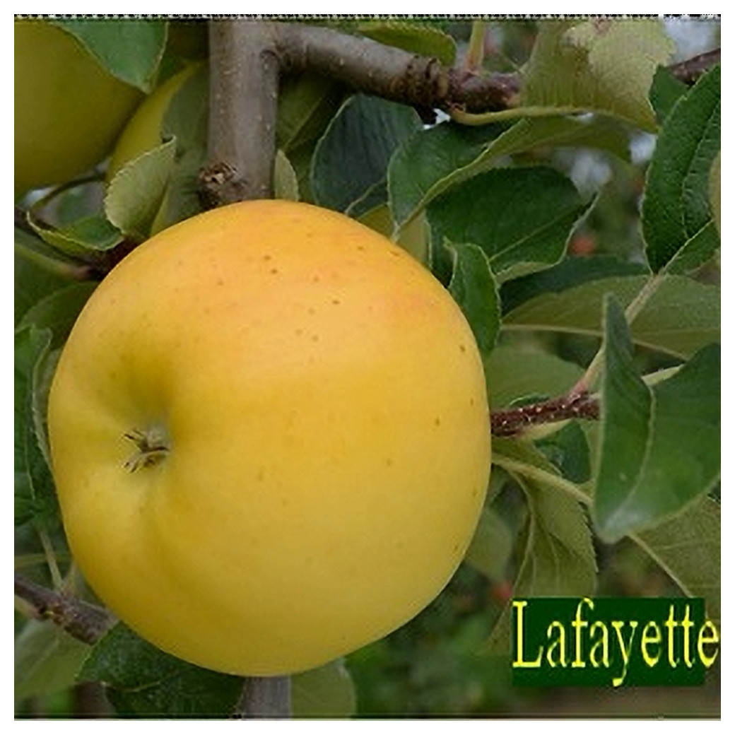 La Lafayette, pommes Bio (sac de 2 ou 4kg)