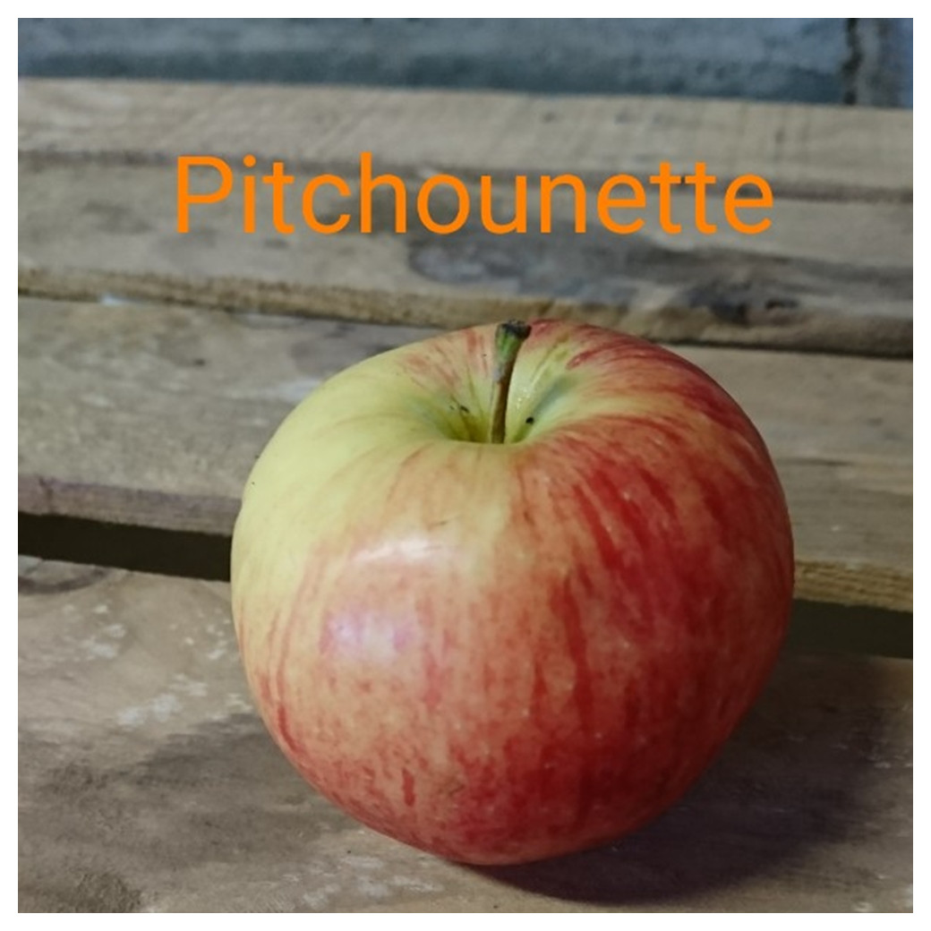 La Pitchounette, pommes Bio, (Sac de 2 ou 4Kg)